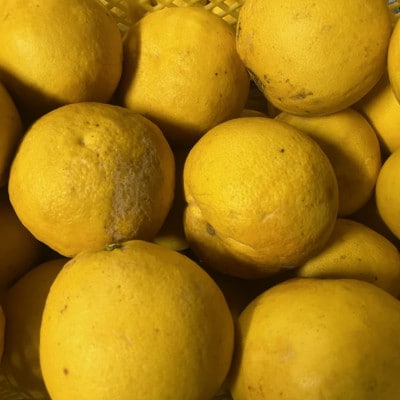 パール柑 訳あり 10kg【規格外品】ご家庭用 サイズ不選別(玉名市)