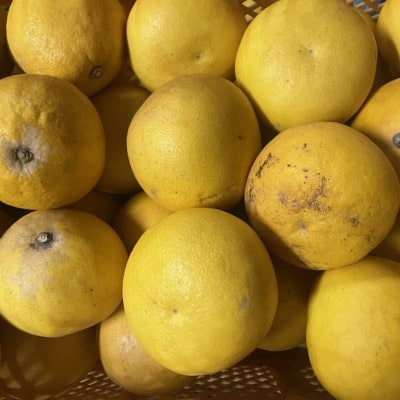 パール柑 訳あり 10kg【規格外品】ご家庭用 サイズ不選別(玉名市)