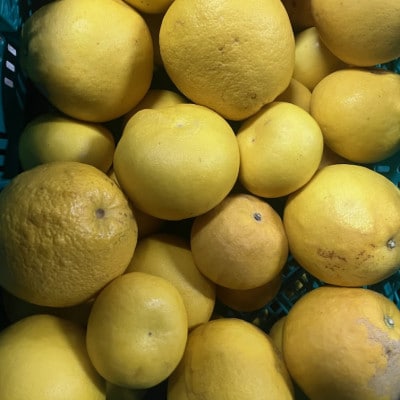 パール柑 訳あり 10kg【規格外品】ご家庭用 サイズ不選別(玉名市)