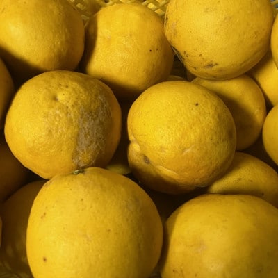 パール柑 訳あり 5kg【規格外品】ご家庭用 サイズ不選別(玉名市)