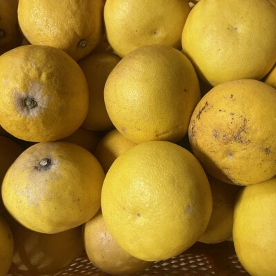 パール柑 訳あり 5kg【規格外品】ご家庭用 サイズ不選別(玉名市)