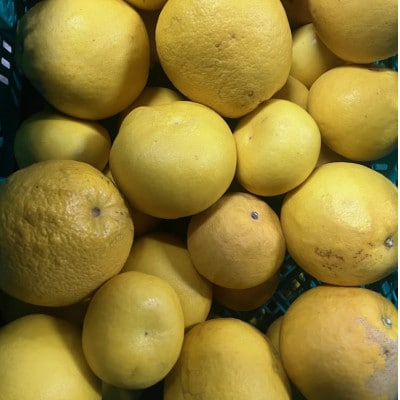 パール柑 訳あり 5kg【規格外品】ご家庭用 サイズ不選別(玉名市)