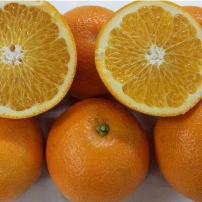 紅八朔 秀品 約5kg サイズ(4L～M)指定不可(玉名市)