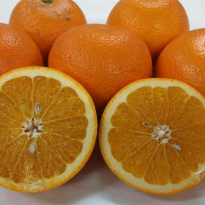 紅八朔 訳あり 5kg【規格外品】ご家庭用 サイズ不選別(玉名市)