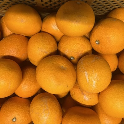 紅八朔 訳あり 5kg【規格外品】ご家庭用 サイズ不選別(玉名市)