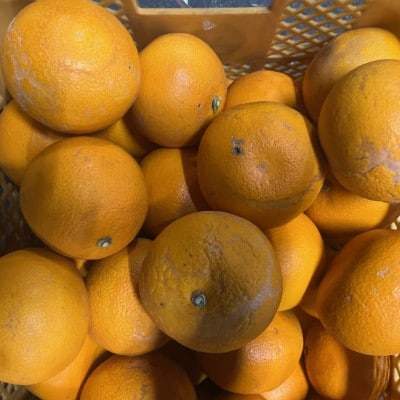 紅八朔 訳あり 5kg【規格外品】ご家庭用 サイズ不選別(玉名市)