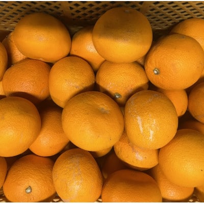 紅八朔 訳あり 10kg【規格外品】ご家庭用 サイズ不選別(玉名市)