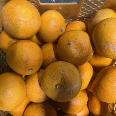 紅八朔 訳あり 10kg【規格外品】ご家庭用 サイズ不選別(玉名市)