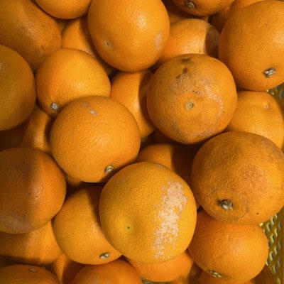 紅八朔 訳あり 10kg【規格外品】ご家庭用 サイズ不選別(玉名市)