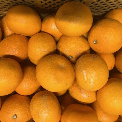 紅八朔 訳あり 15kg【規格外品】ご家庭用 サイズ不選別(玉名市)