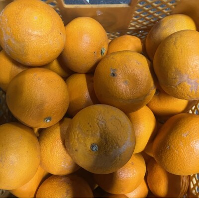 紅八朔 訳あり 15kg【規格外品】ご家庭用 サイズ不選別(玉名市)