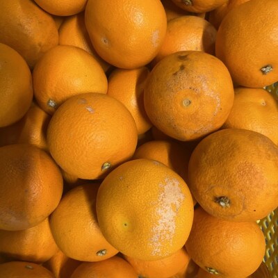 紅八朔 訳あり 15kg【規格外品】ご家庭用 サイズ不選別(玉名市)