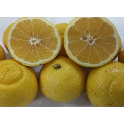 はるか 約5kg サイズ不選別 みかん(玉名市)