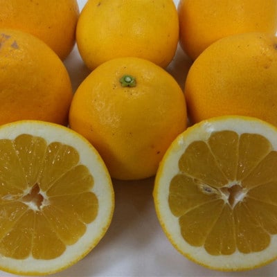 河内晩柑 秀品 約10kg サイズ(5L～M)指定不可(玉名市)