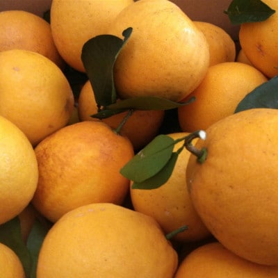 河内晩柑 秀品 約10kg サイズ(5L～M)指定不可(玉名市)