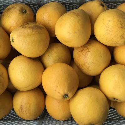 河内晩柑 訳あり 7kg【規格外品】ご家庭用 サイズ不選別(玉名市)