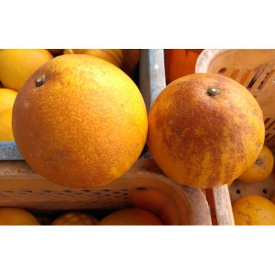 河内晩柑 訳あり 7kg【規格外品】ご家庭用 サイズ不選別(玉名市)