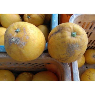 河内晩柑 訳あり 7kg【規格外品】ご家庭用 サイズ不選別(玉名市)