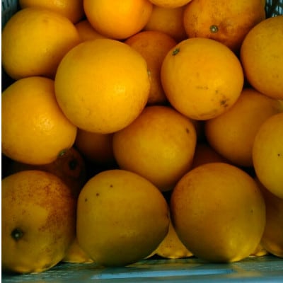 河内晩柑 訳あり 7kg【規格外品】ご家庭用 サイズ不選別(玉名市)