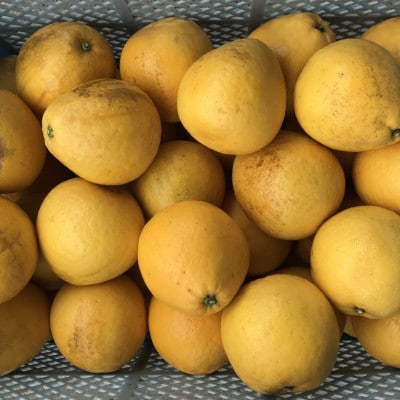 河内晩柑 訳あり 15kg【規格外品】ご家庭用 サイズ不選別(玉名市)