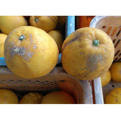 河内晩柑 訳あり 15kg【規格外品】ご家庭用 サイズ不選別(玉名市)