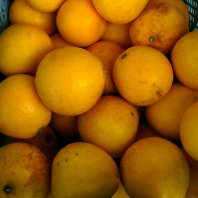 河内晩柑 訳あり 15kg【規格外品】ご家庭用 サイズ不選別(玉名市)