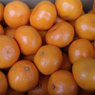 みかん 約5kg(サイズ2L-2S)(玉名市)