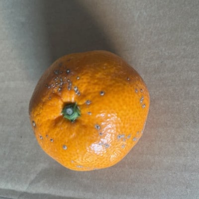 みかん 訳あり 15kg ご家庭用【規格外品】サイズ不選別(玉名市)