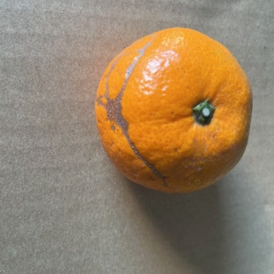 みかん 訳あり 15kg ご家庭用【規格外品】サイズ不選別(玉名市)