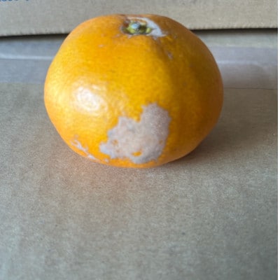 みかん 訳あり 15kg ご家庭用【規格外品】サイズ不選別(玉名市)