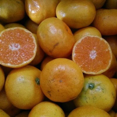 みかん 訳あり 6kg ご家庭用 【規格外品】サイズ不選別(玉名市)