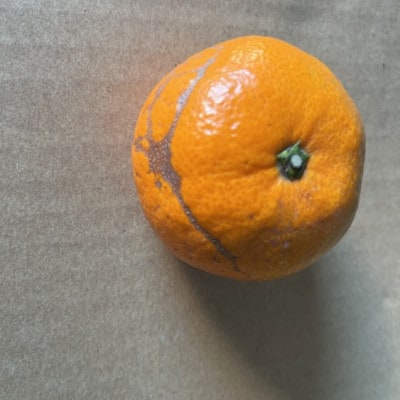 みかん 訳あり 6kg ご家庭用 【規格外品】サイズ不選別(玉名市)