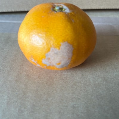 みかん 訳あり 6kg ご家庭用 【規格外品】サイズ不選別(玉名市)