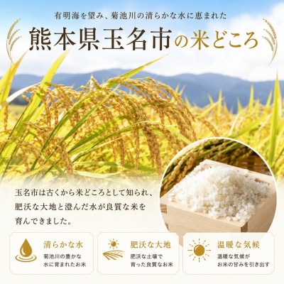 【令和8年産】熊本県産 きぬひかり 白米 20kg
