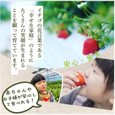 玉名市産 ゆうべに 約500g(約250g×2パック)