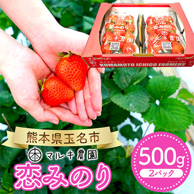 玉名市産 恋みのり 約500g(約250g×2パック)