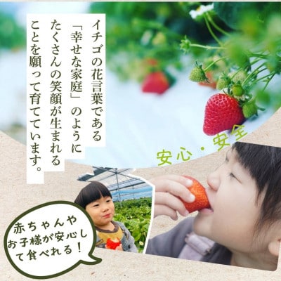 玉名市産 恋みのり 約1kg(約250g×4パック)