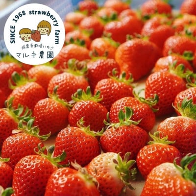 玉名市産 恋みのり 約1kg(約250g×4パック)