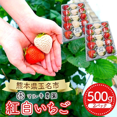 玉名市産 紅白いちご 約500g(約250g×2パック)