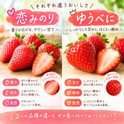 【特別栽培農産物】熊本県産 いちご 1kg(250g×4パック)