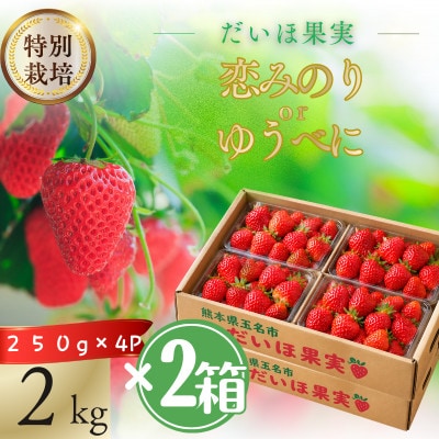 【特別栽培農産物】熊本県産 いちご 2kg(250g×4パック×2箱)
