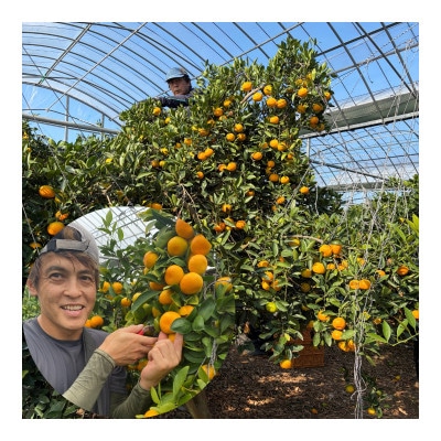 【温室みかん】 小玉 約2kg
