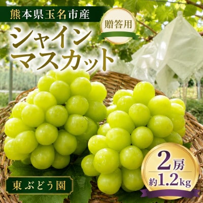 熊本県玉名市産 シャインマスカット2房 約1.2kg 贈答用(玉名市)