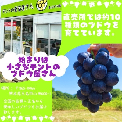 熊本県玉名市産 シャインマスカット2房 1kg以上 贈答用(玉名市)