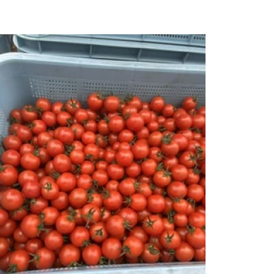 熊本県玉名市産 ミニトマト 1kg