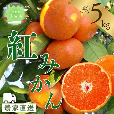 【玉名市産】 紅みかん 約5kg