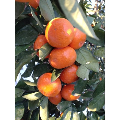 【玉名市産】 紅みかん 約5kg