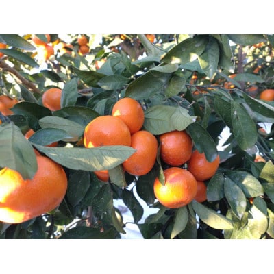【玉名市産】 紅みかん 約3kg