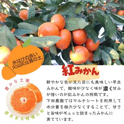 【玉名市産】 紅みかん 約3kg
