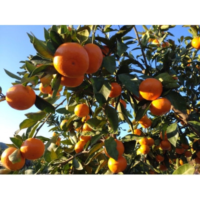 【訳あり】玉名市産 紅みかん 約10kg